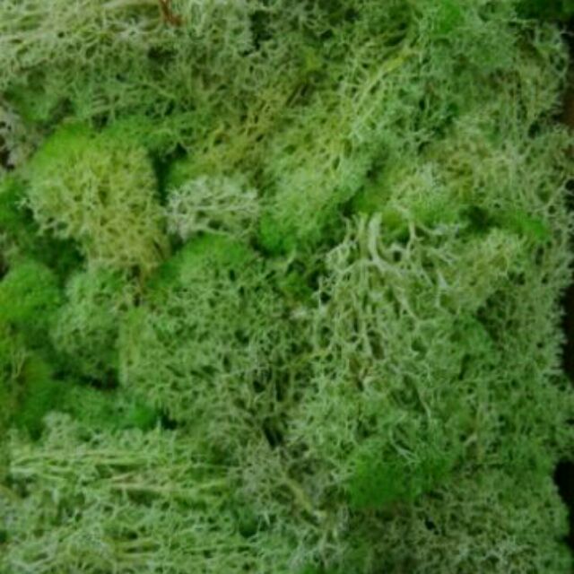 現貨 永生苔蘚永生花材水苔草加工水草微景觀永生花不凋花保鮮花鋪底用苔草馴鹿水草馴鹿草馴鹿苔草 蝦皮購物