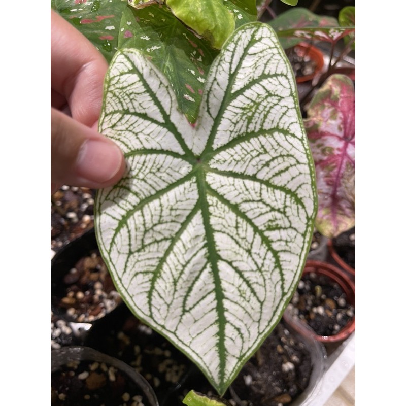 雨林植物 天南星科 觀葉植物 白聖誕彩葉芋 蝦皮購物