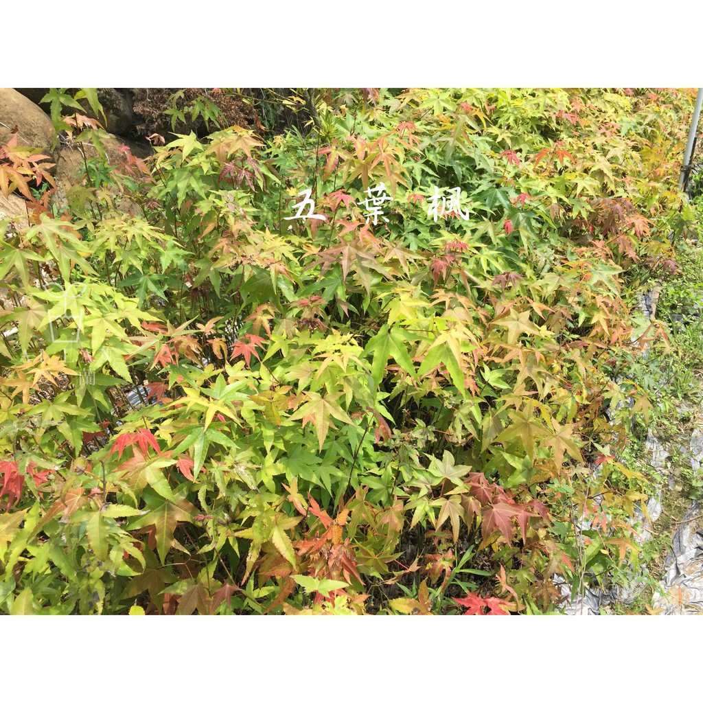 愛蘭植栽 造林 景觀用苗木 青楓 蝦皮購物