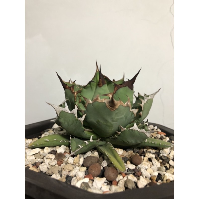 嚴龍龍舌蘭 封面照片就是販售株 龍舌蘭 限盆露養多年 型態很棒 多肉植物 蝦皮購物