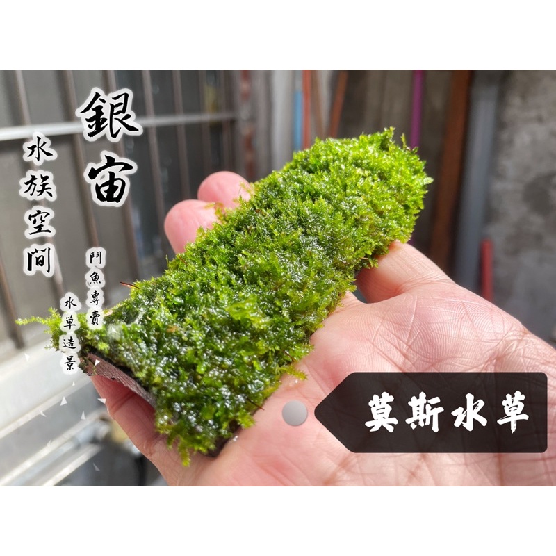 水草片 優惠推薦 22年3月 蝦皮購物台灣