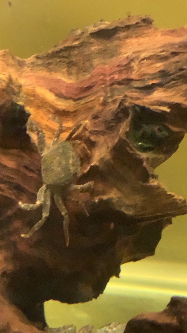 狗頭活餌 釣餌 豹紋啦啦蟹 稀少的拳擊蟹 飼料小螃蟹 除絲藻 除殘餌 溫馴 蝦皮購物