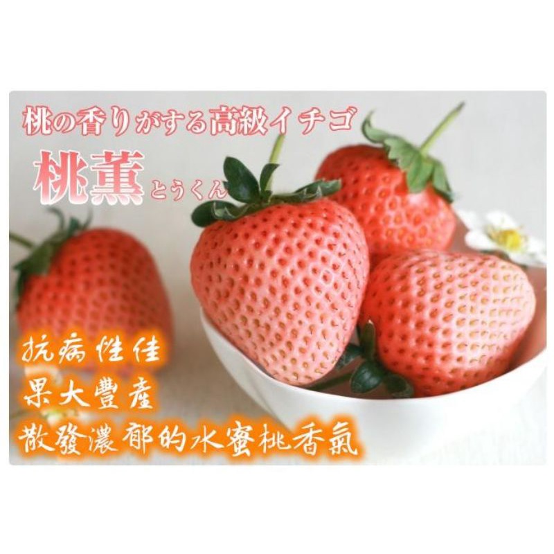 （售完）桃薰草莓苗水蜜桃草莓苗