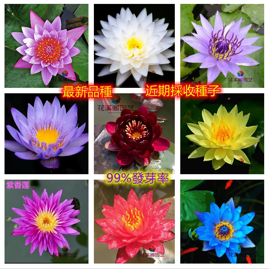 水蓮 優惠推薦 21年9月 蝦皮購物台灣