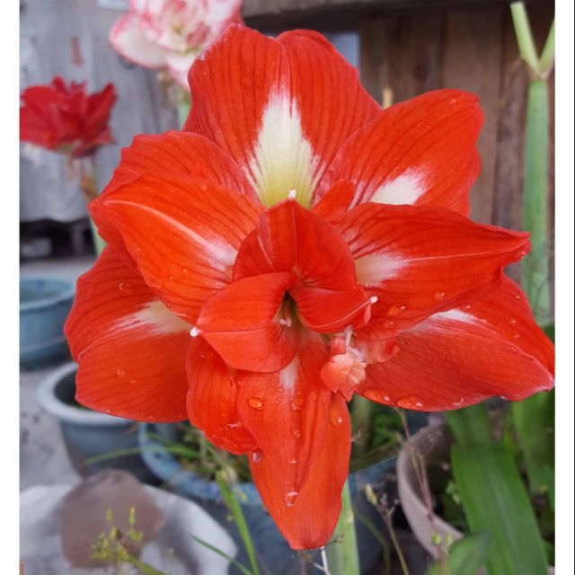 孤挺花球根unique 蝦皮購物