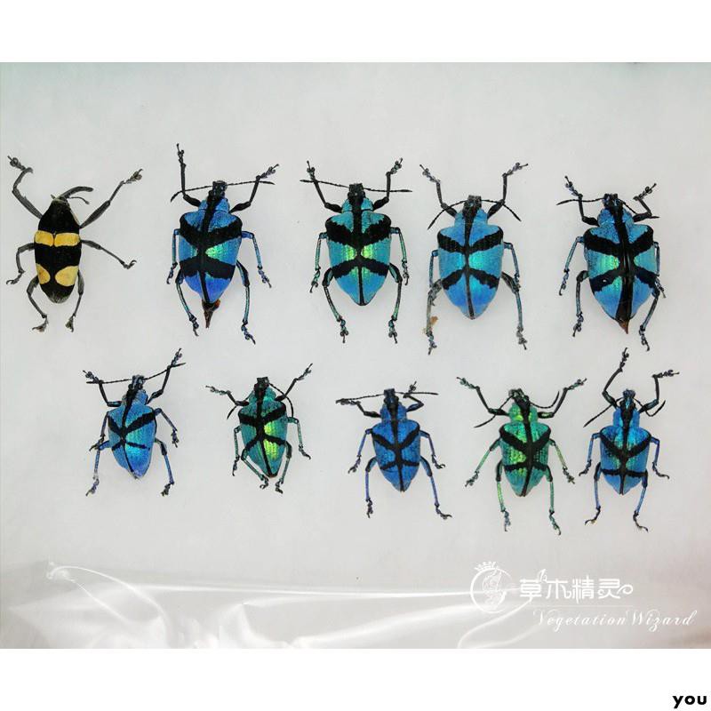 甲蟲標本的價格推薦 22年3月 比價比個夠biggo