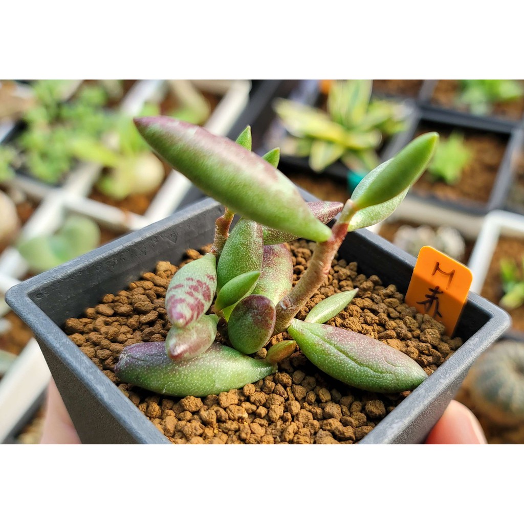 赤水玉天章 拍賣 評價與ptt熱推商品 21年4月 飛比價格