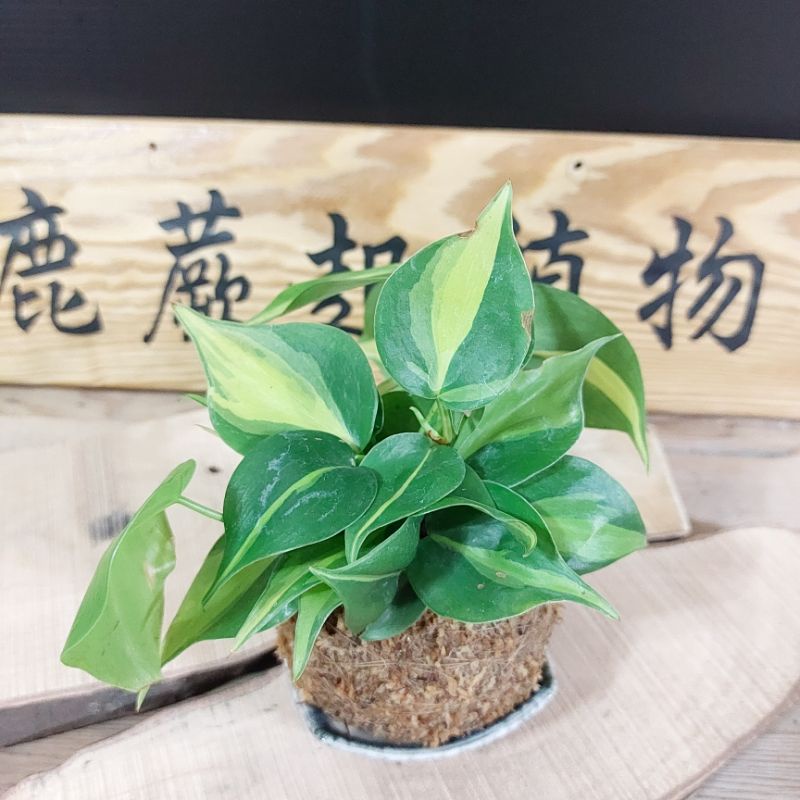 小鹿蕨起植物坊 斑葉心葉蔓綠絨 室內觀葉植物