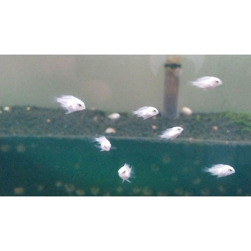 🐟飼料～白金鸚鵡仔魚約2公分（限高雄面交）