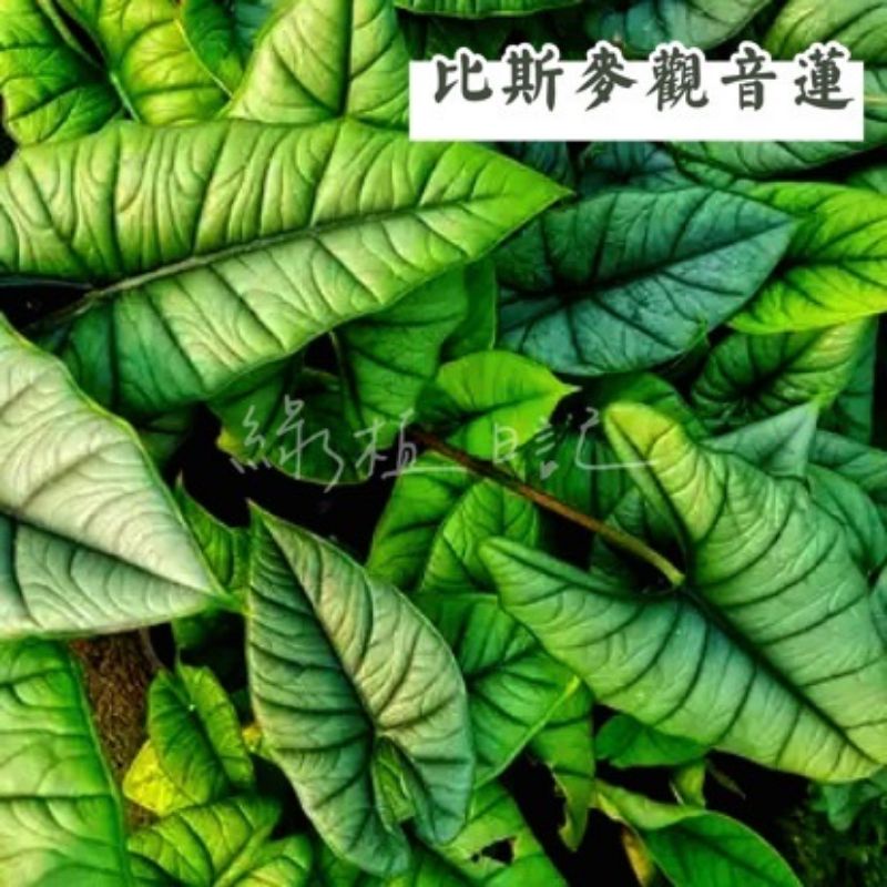| 綠植日記 | 比斯麥觀音蓮/碧絲瑪海芋/alocasia bisma/觀葉植物/3吋/6吋