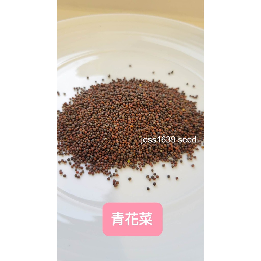 青花菜芽 拍賣 評價與ptt熱推商品 21年7月 飛比價格