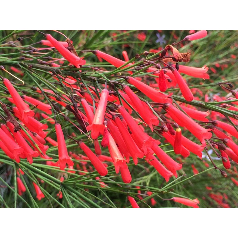 花丁子紅花 黃花二色苗栽 蝦皮購物