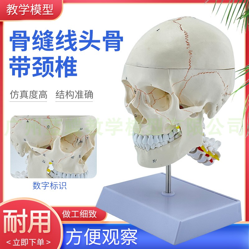 頭顱骨模型骷髏頭標本醫學仿真骷髏人頭骨解剖骨縫線數字標識 蝦皮購物