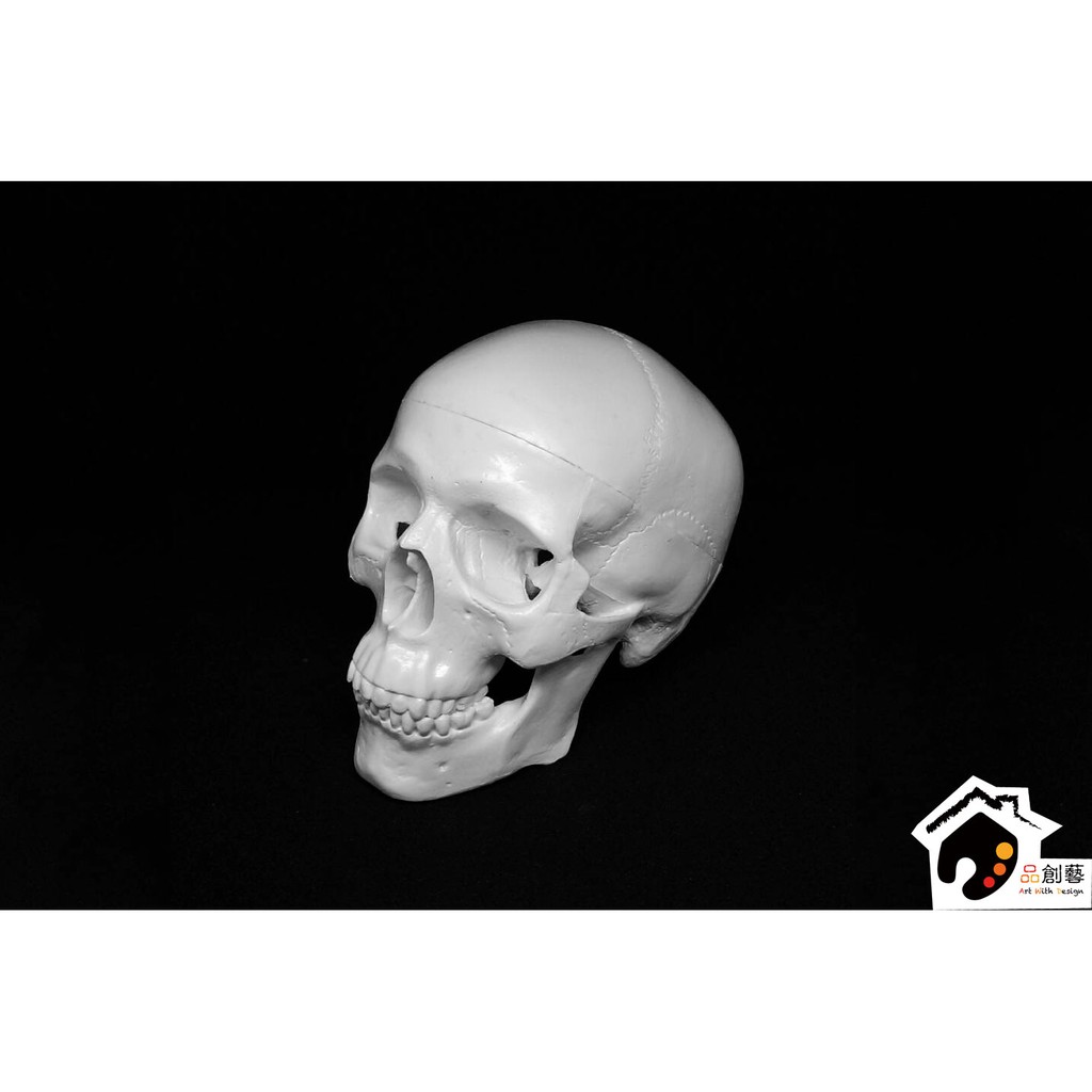 💀 藝用人體解剖模型 人形頭骨 布魯克 骷髏頭 1:2 素體白胚(下顎可動，頭骨可拆開)