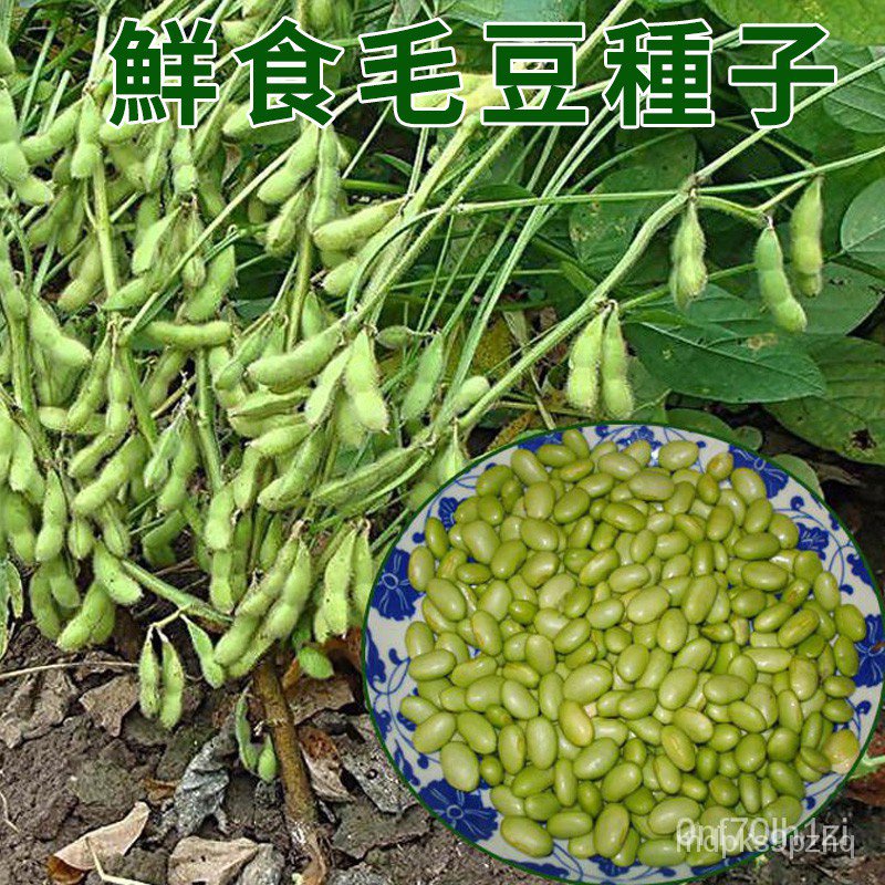 大莢毛豆種子 菜毛豆種子 早熟大莢毛豆種子 高產四季青黃豆種子 鮮食菜豆 蔬菜種子