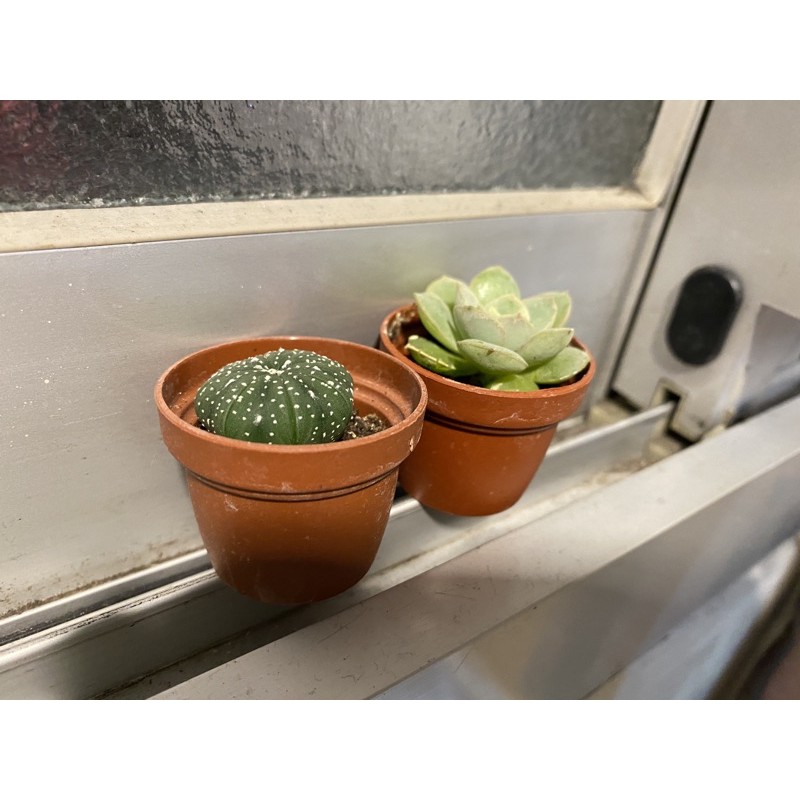小盆栽建國花市購入 蝦皮購物