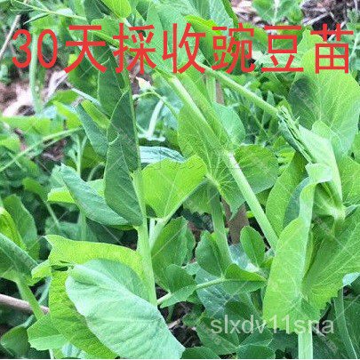 雪原蔬菜種子 四季播種豆苗種子甜脆豆苗豌豆苗種子無須尖牙豌豆苗 蝦皮購物