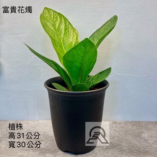 花田厝 觀葉植物榮華花燭 富貴花燭6吋30 50cm 蝦皮購物