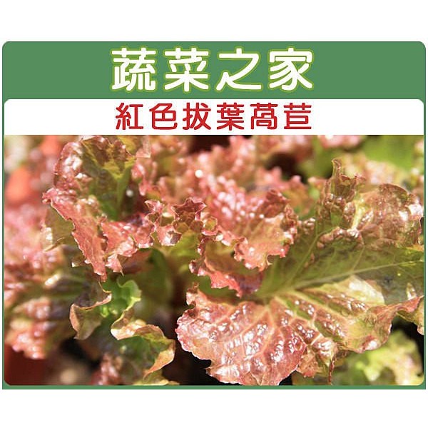 【蔬菜之家】A31.紅葉拔葉甜萵苣種子800顆(韓國烤肉萵苣 拔葉A菜.紫褐色葉.甜度高.質爽脆)葉菜類種子