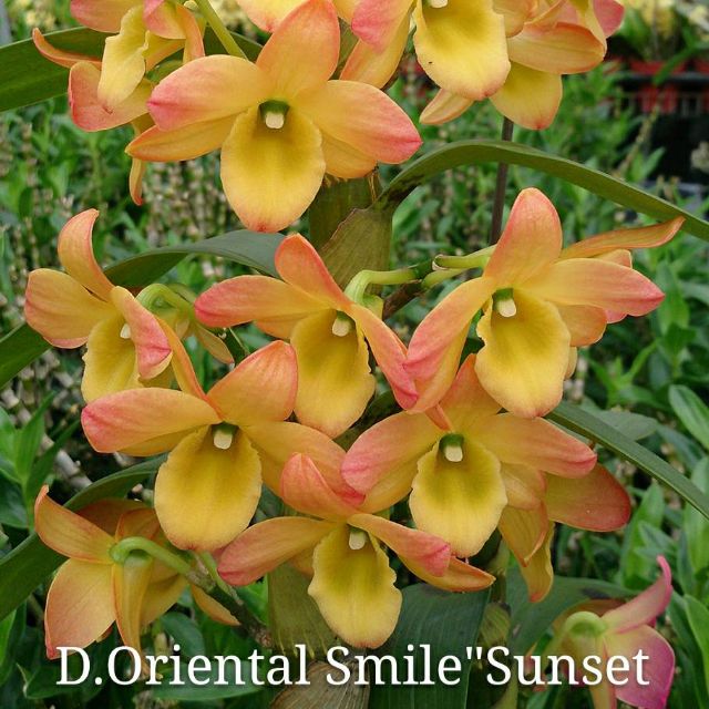 上賓蘭園 春石斛 日本株D. Oriental Smile "Sunset" 東方微笑 日落