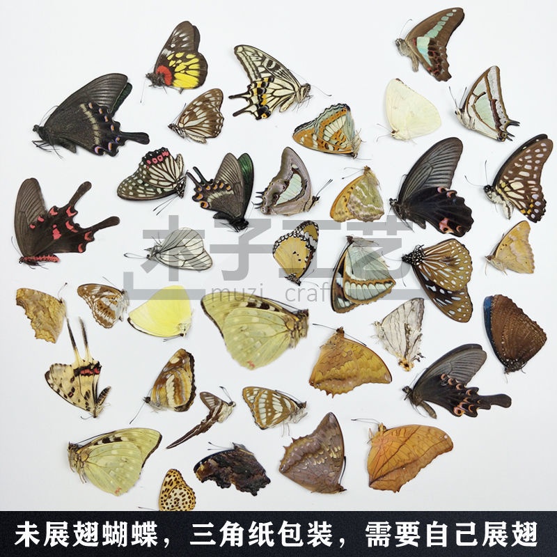 希少！ 蝶 標本 全9頭 海外注文 inspektorat.madiunkota.go.id