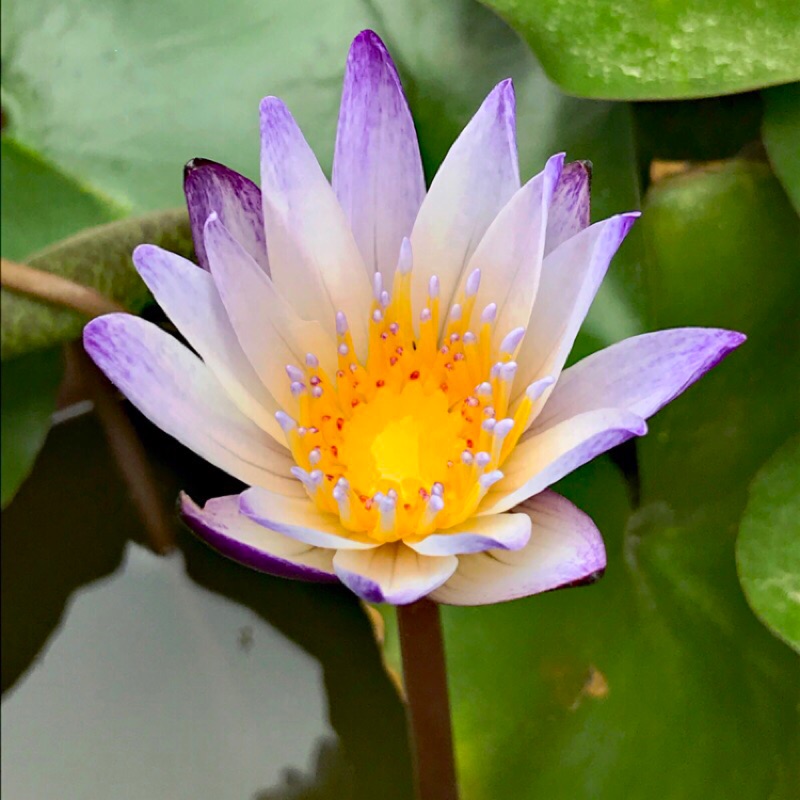 黑美人紫喬伊子母蓮香水蓮蓮花裸根不含盆寄出水生植物午夜蓮都本 蝦皮購物