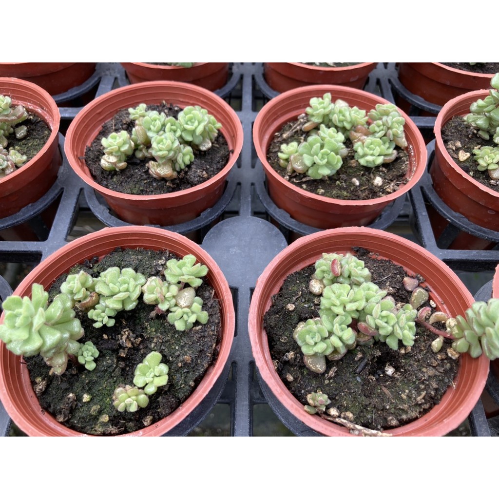 多肉植物 仙人掌 毛小玉 3吋盆 蝦皮購物