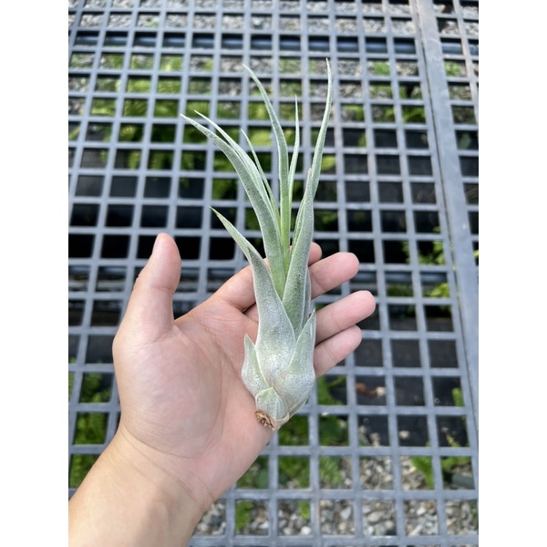 空氣鳳梨-電捲交河豚 Tillandsia Joy(Streptophylla x ehlersiana