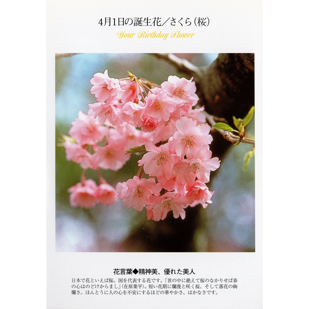 誕生花 優惠推薦 22年10月 蝦皮購物台灣