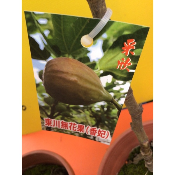 ★綠霖園藝★東川 無花果 6吋盆 室內植物/景觀植物/新興果樹/水果樹苗/新興果樹/美觀植物/果苗/嫁接/植物/盆栽