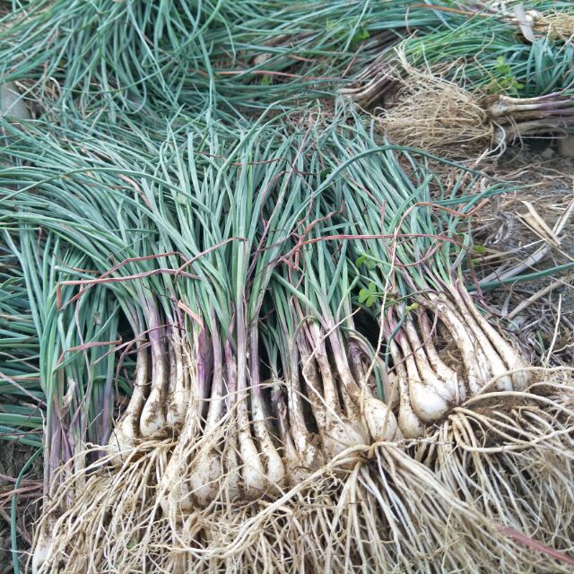 蕗蕎 新鮮現採1斤 100元限時特賣 薤 蝦皮購物