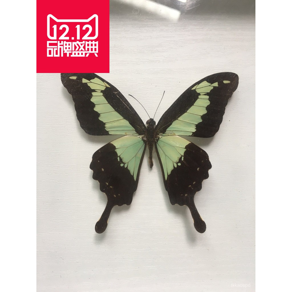 蝴蝶標本福翠鳳蝶中非進口原蝶a1收藏精品個性製品diy材料 蝦皮購物