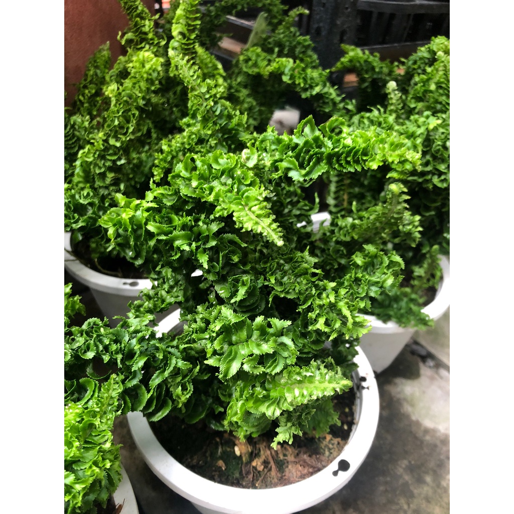 【花無缺❶號】綠化植物 ⚇立葉波士頓腎蕨⚉ 5-6吋吊盆