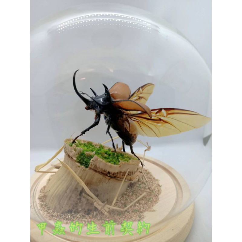 甲蟲的生前契約收藏五角大兜蟲昆蟲標本 蝦皮購物