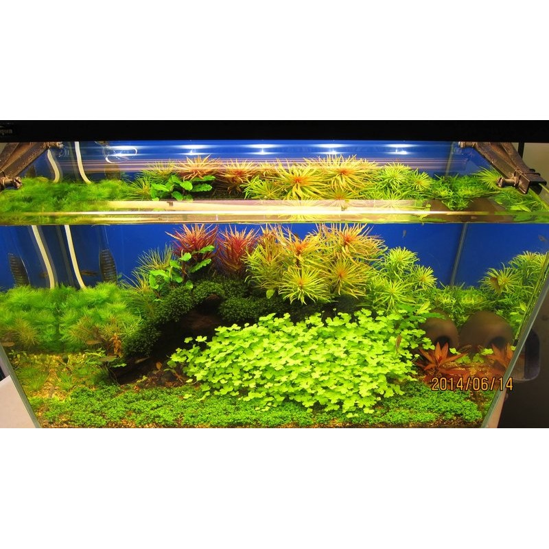 隨草憶境3款水草液肥 養好水草必要添加 鉀肥 Edta 2價鐵肥 綜合微量元素 水草賣場實景指定使用液肥 蝦皮購物