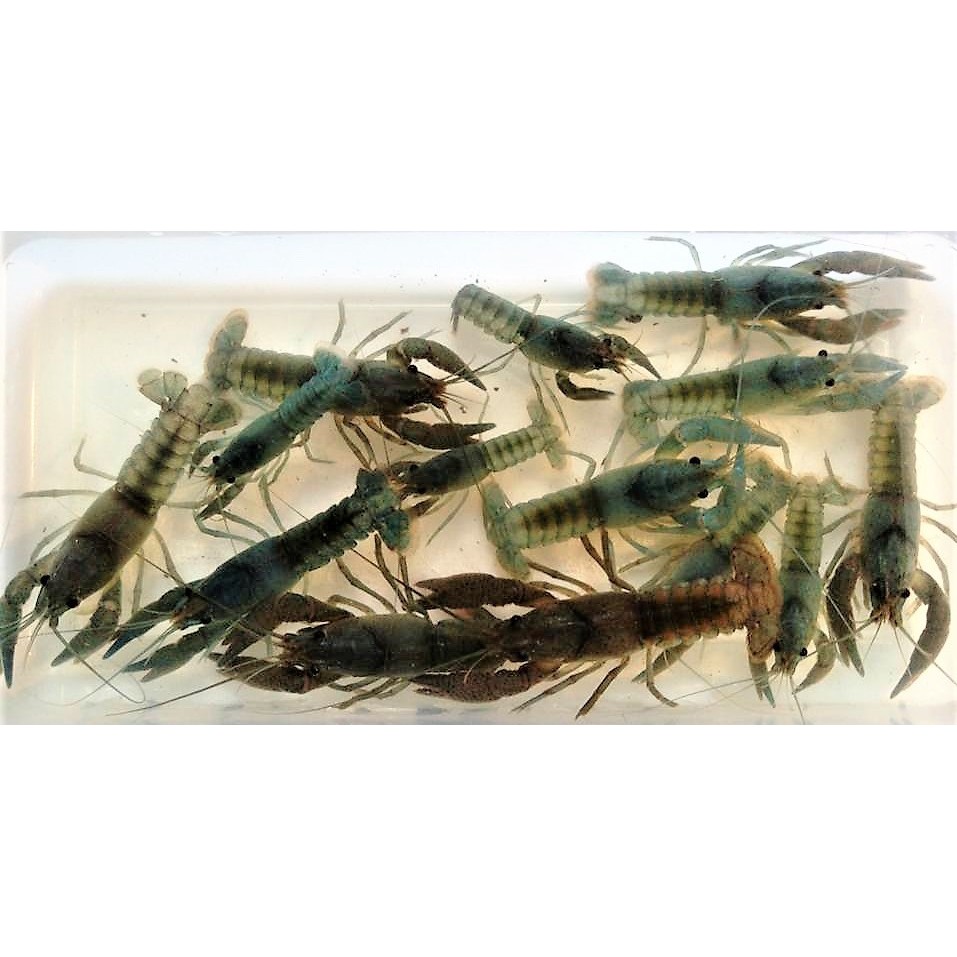 ◆蔚藍水族工坊◆ 侏儒巨手螯蝦 (4對送1隻)