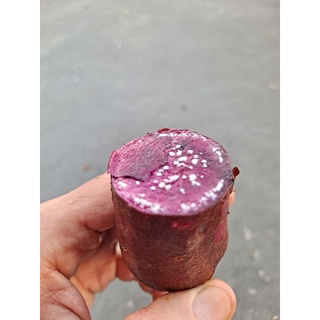 紫色地瓜中顆1斤35元 含豐富花青素 芋頭地瓜