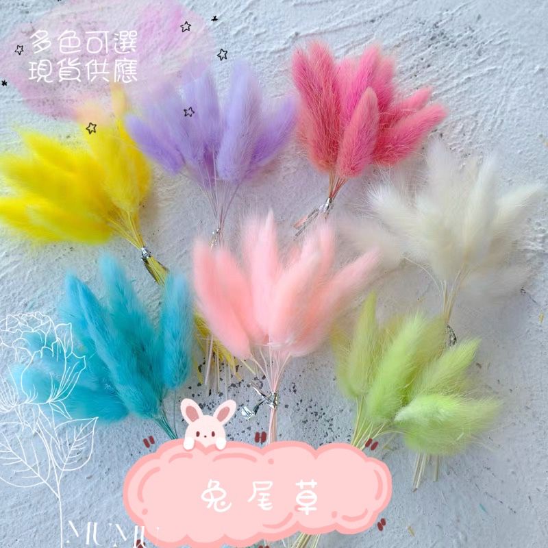 買10送1現貨當日出 兔尾草 加利略  MUMU花禮 乾燥花 不凋花 永生花 花束 兔尾 拍照裝飾 畢業花束 網美