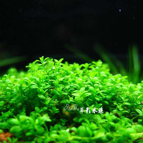 【AC草影】迷你矮珍珠盒裝（8cm/水上葉）【一份】真水草 前景草 水草造景 光合作用旺盛 前景水草 造景水草 水生植物