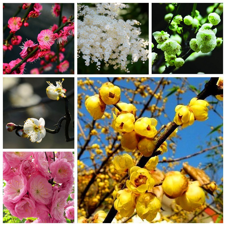 田園花種紅梅 烏梅 綠梅 白梅 美人梅 素心梅 臘梅 梅花種子花卉林木種子易種活 蝦皮購物