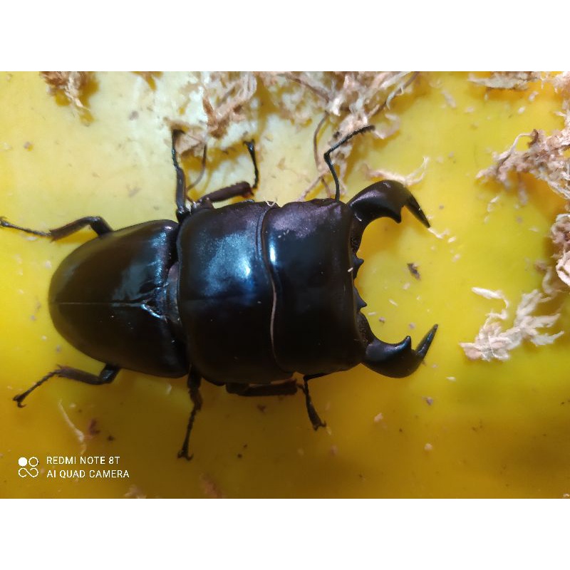 幼蟲 優惠推薦 22年7月 蝦皮購物台灣