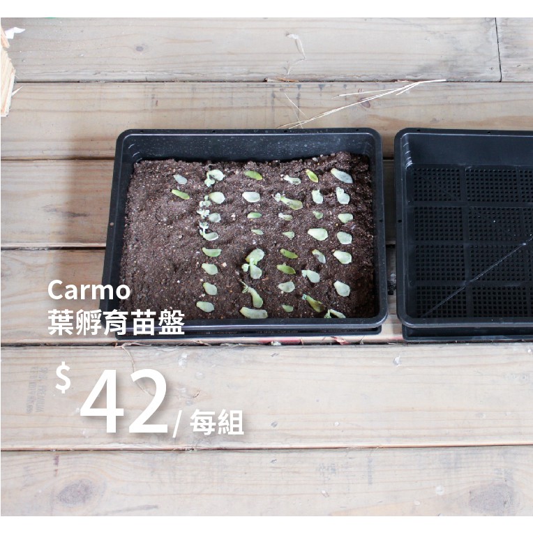 Carmo多肉植物葉孵育苗盤育苗葉孵 Kf 蝦皮購物
