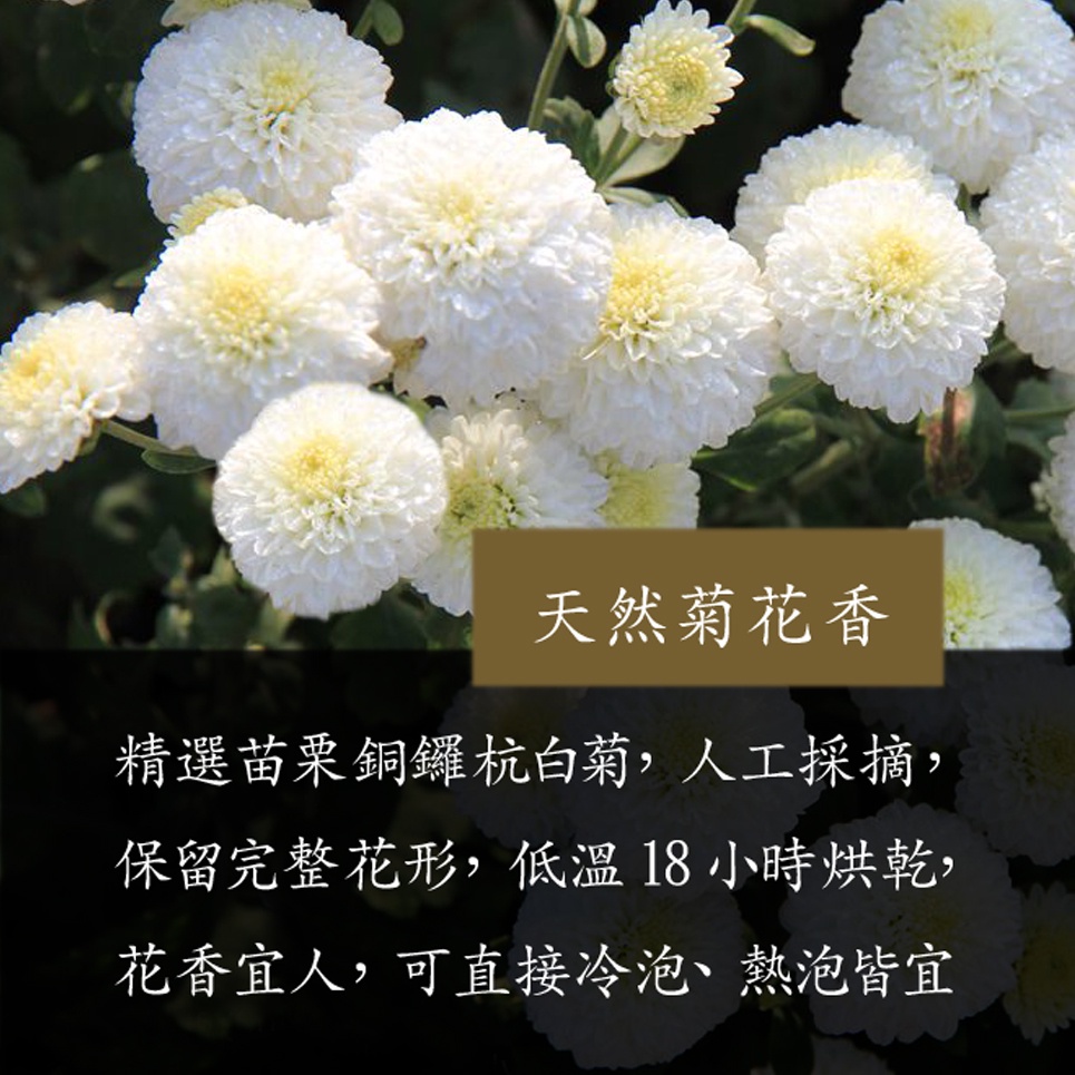 杭白菊 苗栗銅鑼菊花  菊花茶 杭菊 台灣白菊 檢驗合格 無毒 無添加 新鮮【茶享天地】