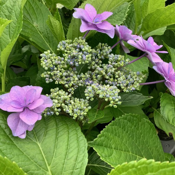 鎌倉紫陽花的價格推薦 21年11月 比價比個夠biggo