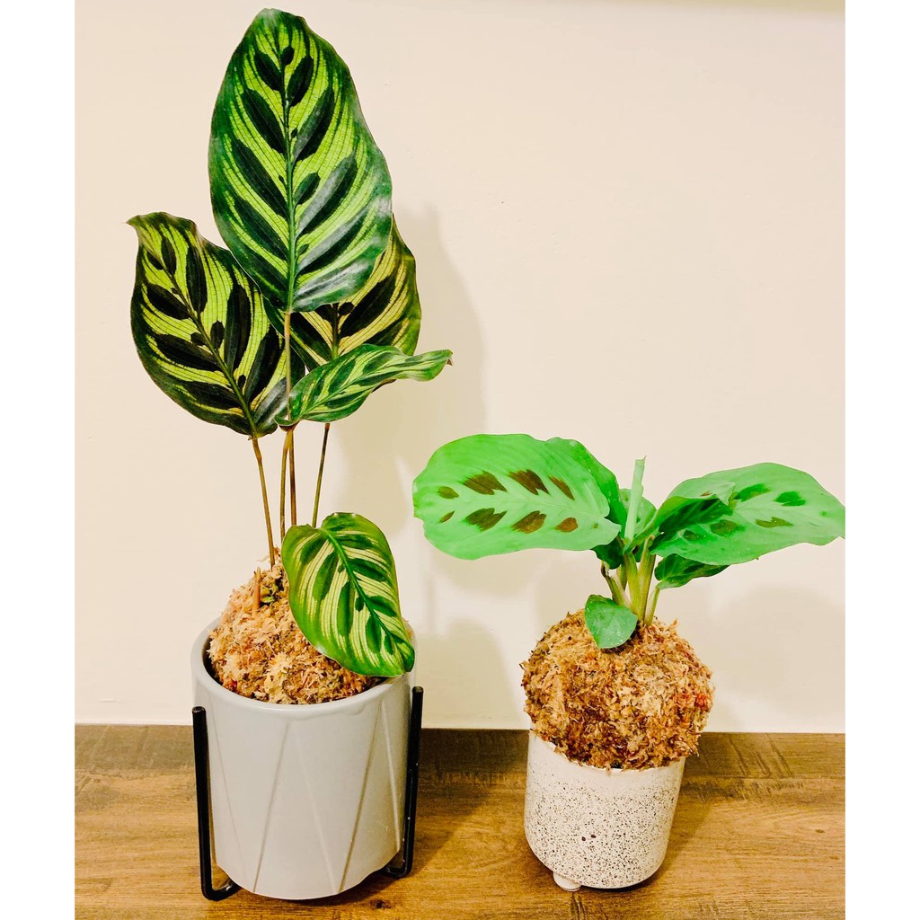 水耕 拍賣 評價與ptt熱推商品 21年6月 飛比價格