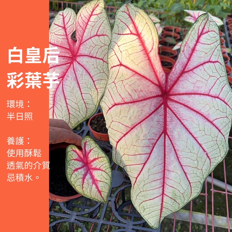 白皇后 彩葉芋 盆栽 綠植 植物 樹 ig 網紅 觀葉植物 網紅植物 室內植物 空氣淨化 陽台植物 高級植物