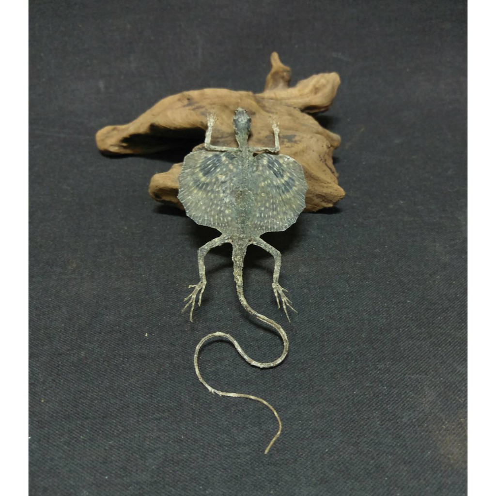 斑痣飛蜥飛蜥蜥蜴全身標本乾燥標本剝製標本收藏擺飾 蝦皮購物