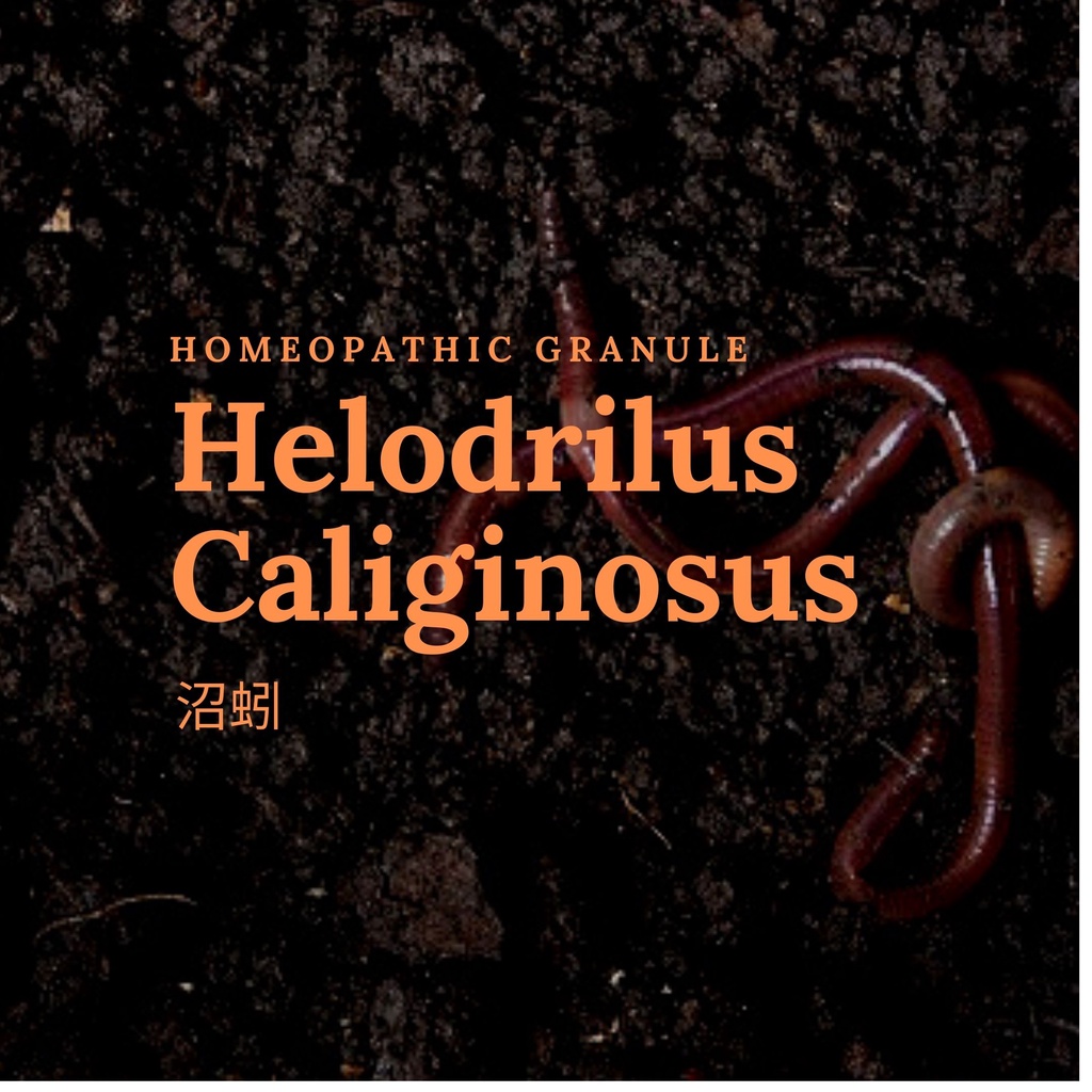 順勢糖球【沼蚓●Helodrilus Caliginosus】 ➖渺小、脆弱、尷尬➕修復架構、增加舒適輕鬆感