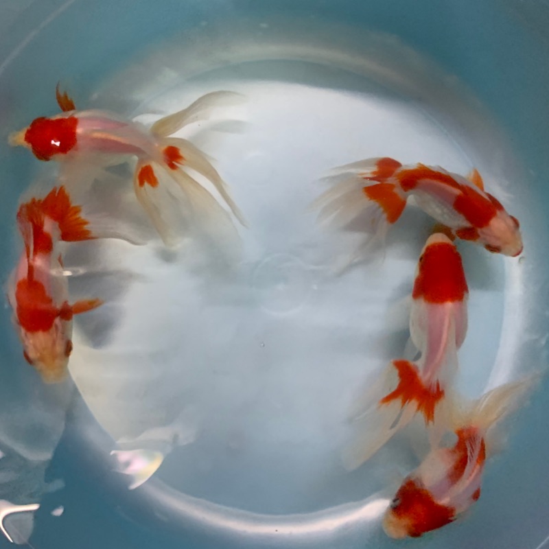 飼料金魚琉金紅白琉金 蝦皮購物