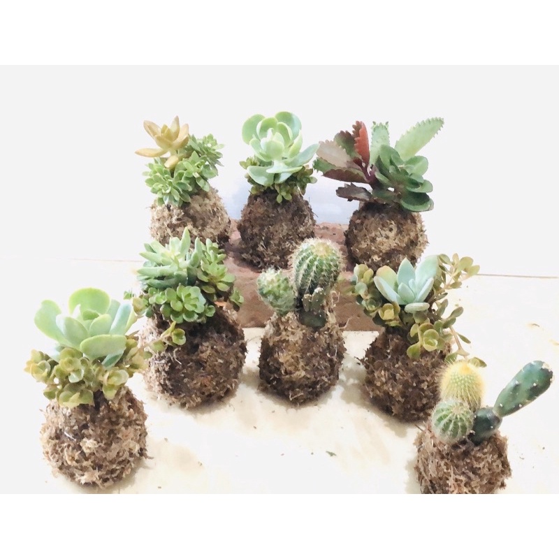 Mei Mei 手作 多肉植物組合苔球 主角植株很大株 組合顏色漂亮 多肉可愛呆萌療癒 蝦皮購物